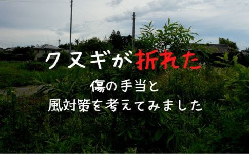 育てたクヌギにカブトムシがやってきた 樹液の味についても 里山４ライフ