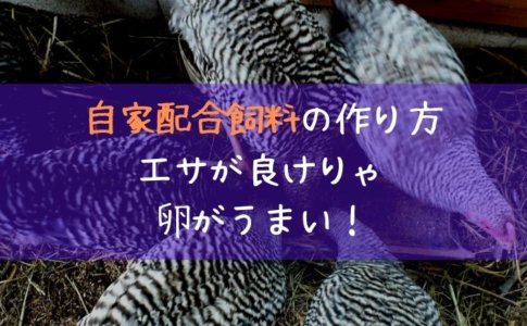 産卵箱を作る 鶏が卵を産みやすい環境にしよう 里山４ライフ