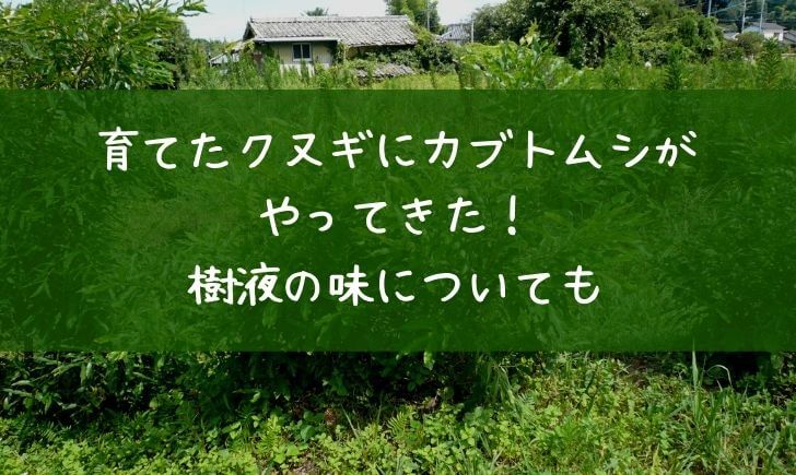 育てたクヌギにカブトムシがやってきた 樹液の味についても 里山４ライフ